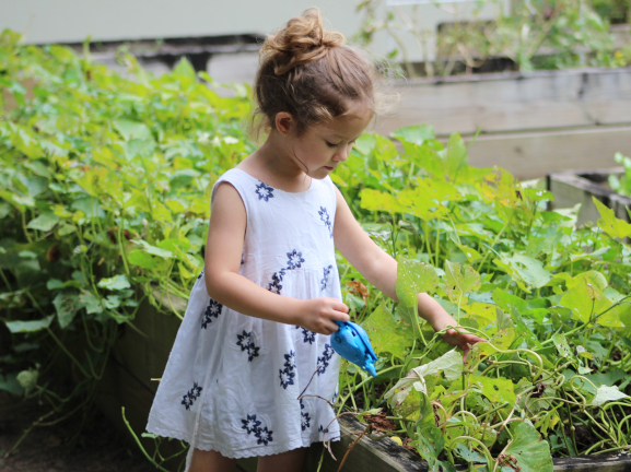 Petite fille jardinant un carré potager