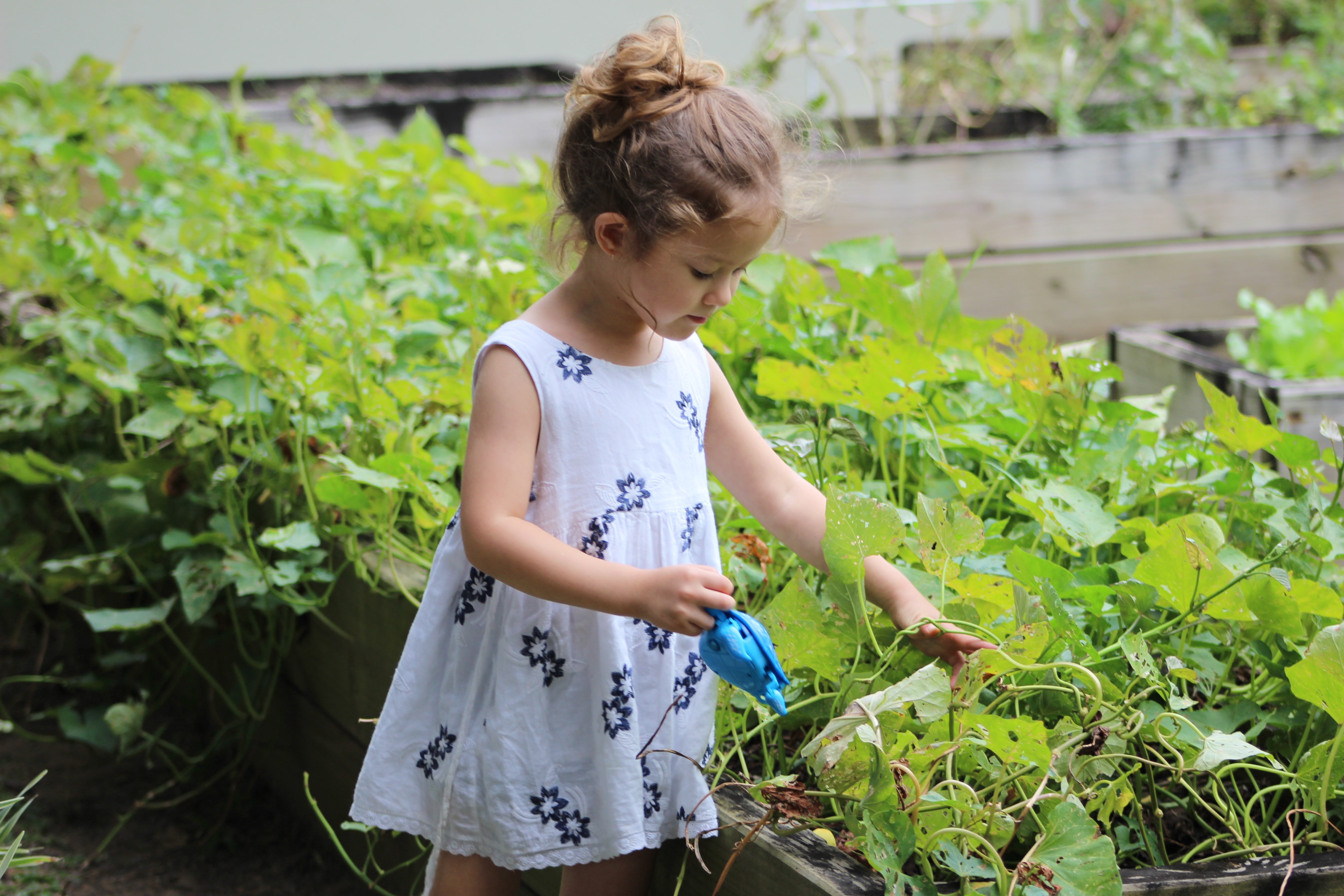 Petite fille jardinant un carré potager